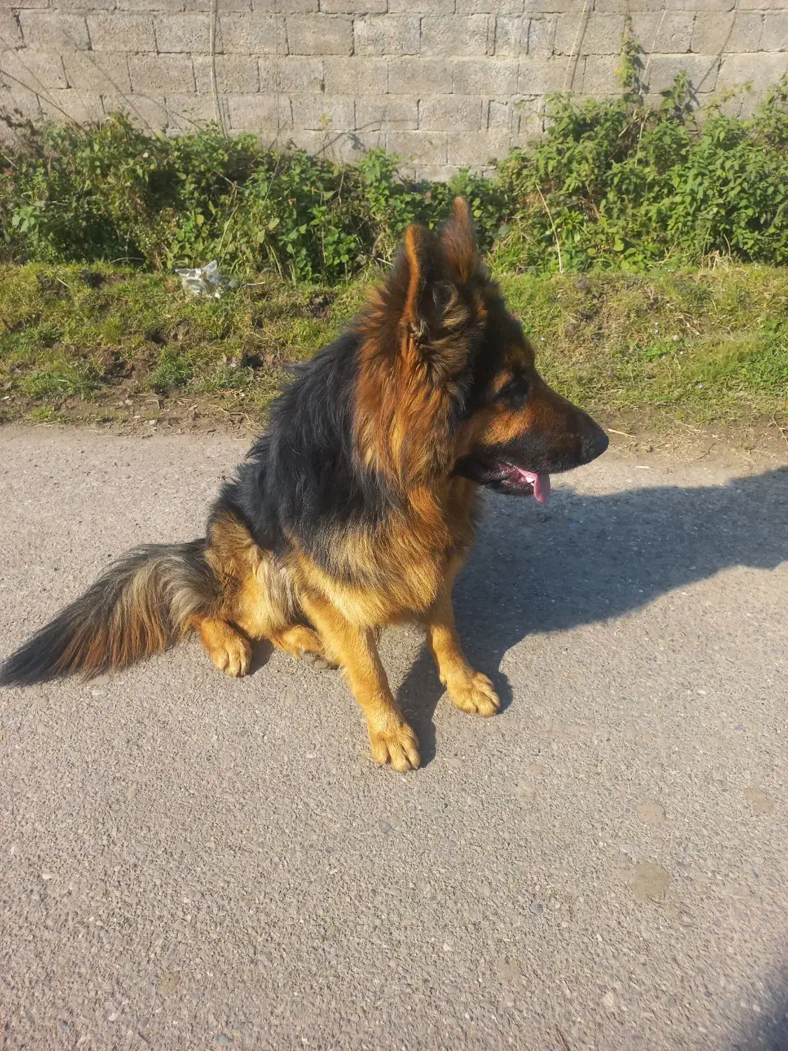 ژرمن شو ۱ ساله|سگ|بندر انزلی, لیچارگی حسن رود|دیوار