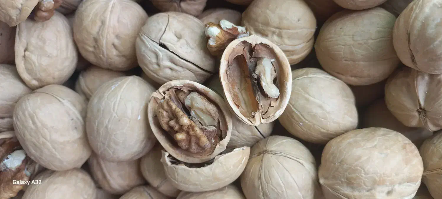 گردو چینی درجه ۱|خوردنی و آشامیدنی|اهواز, کوی علوی|دیوار