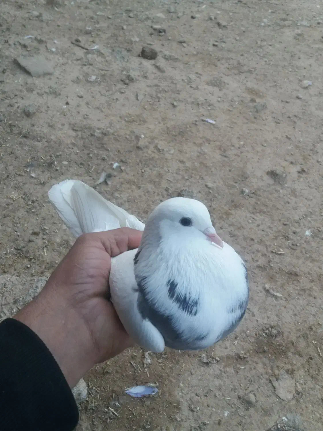 کبوتر|پرنده|چرداول, |دیوار