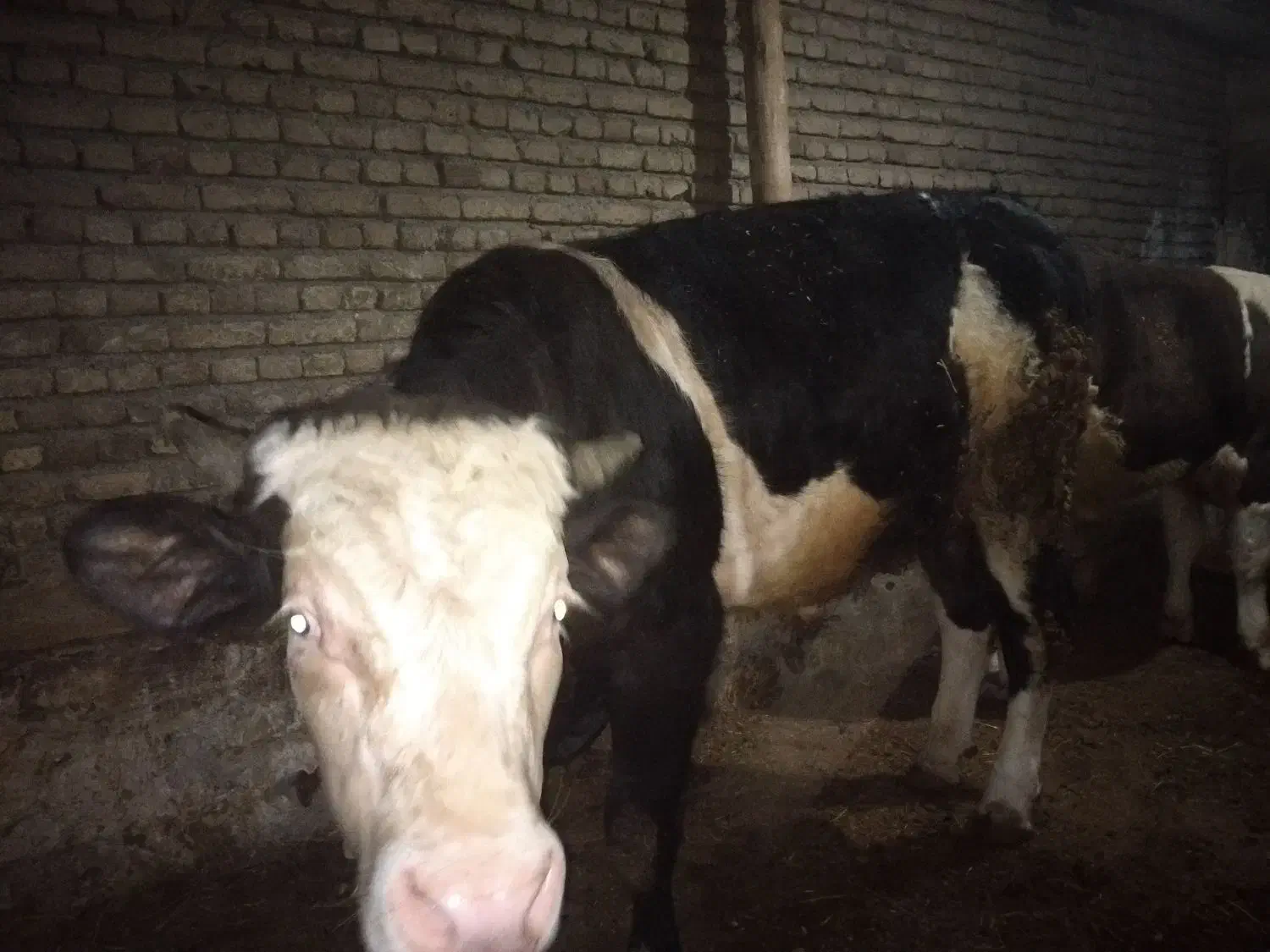 گوساله|حیوانات مزرعه|قره ضیاالدین, |دیوار