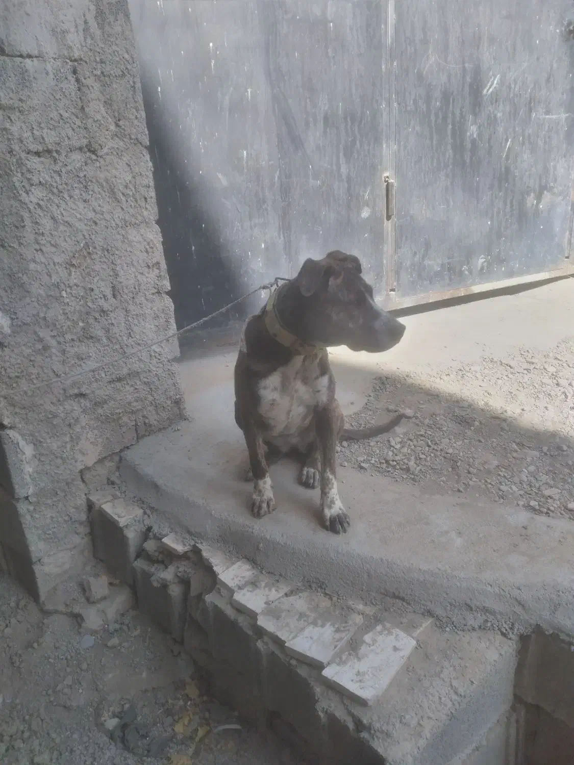 ماده سگ دورگ|سگ|کرج, کمال‌شهر|دیوار