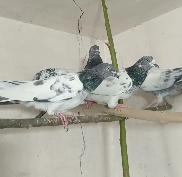 ماده پاکستانی|پرنده|قم, آزادگان|دیوار