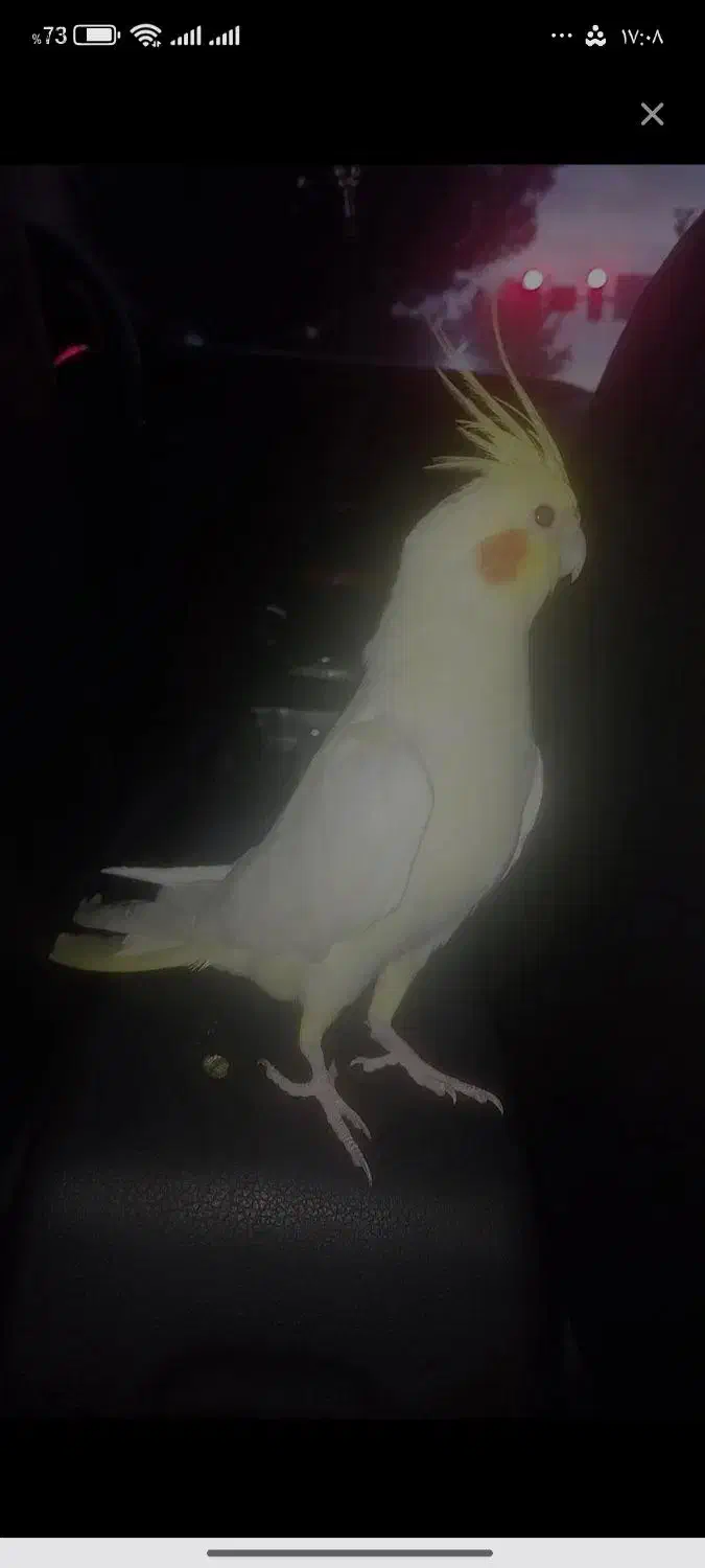 عروس هلندی لوتینو|پرنده|نورآباد, |دیوار