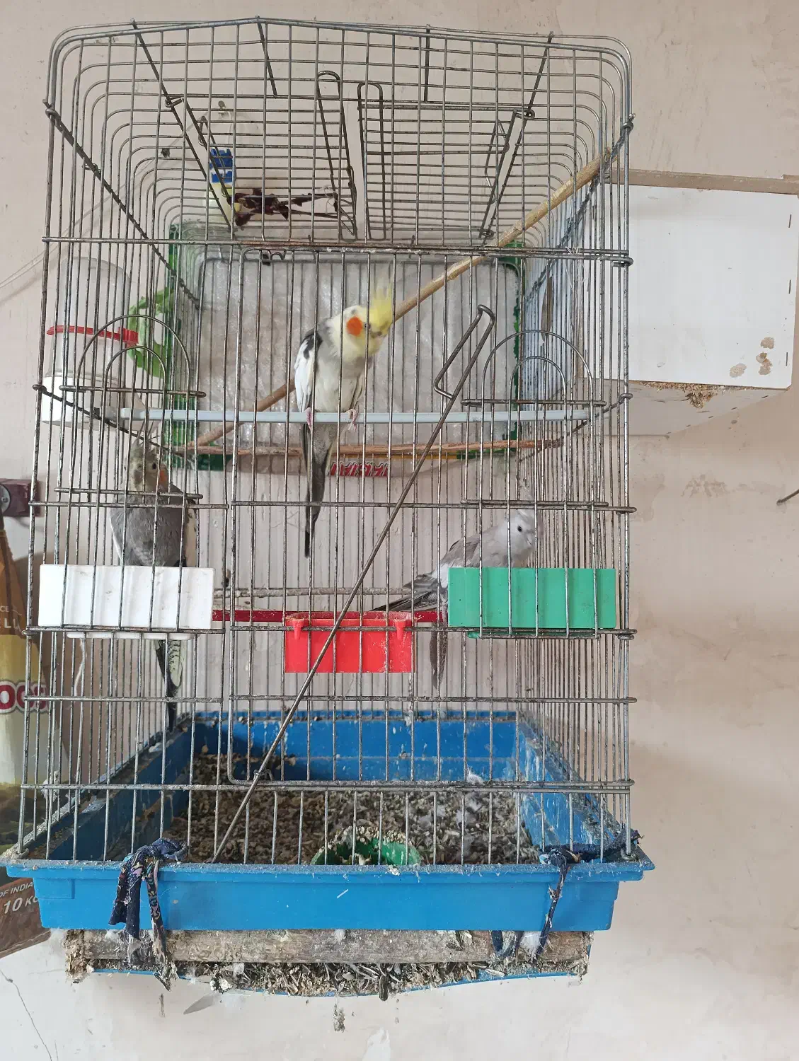 یک سگ پاکوتاه نر و سه تا عروس هلندی یکیش نر|سگ|خوی, |دیوار