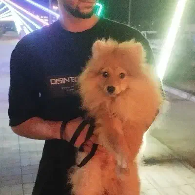 سگ پامیرن|سگ|شاهینشهر, عطار|دیوار