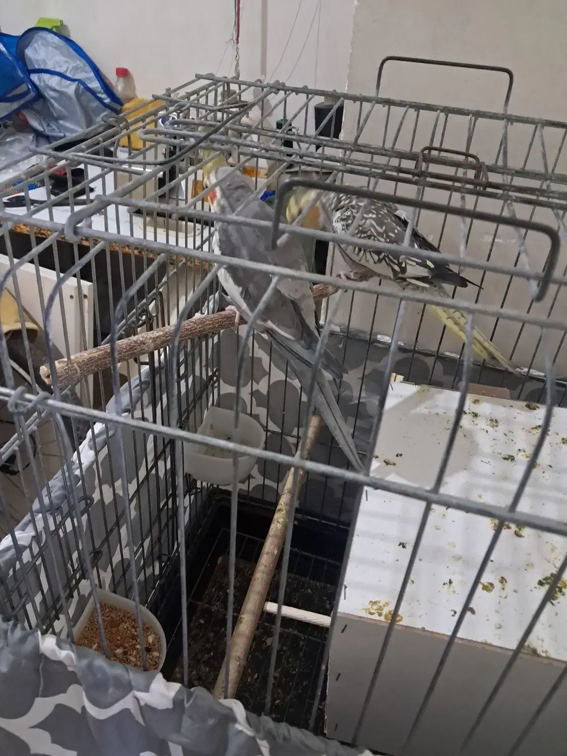 جفت عروس هلندی|پرنده|شاهدشهر, |دیوار