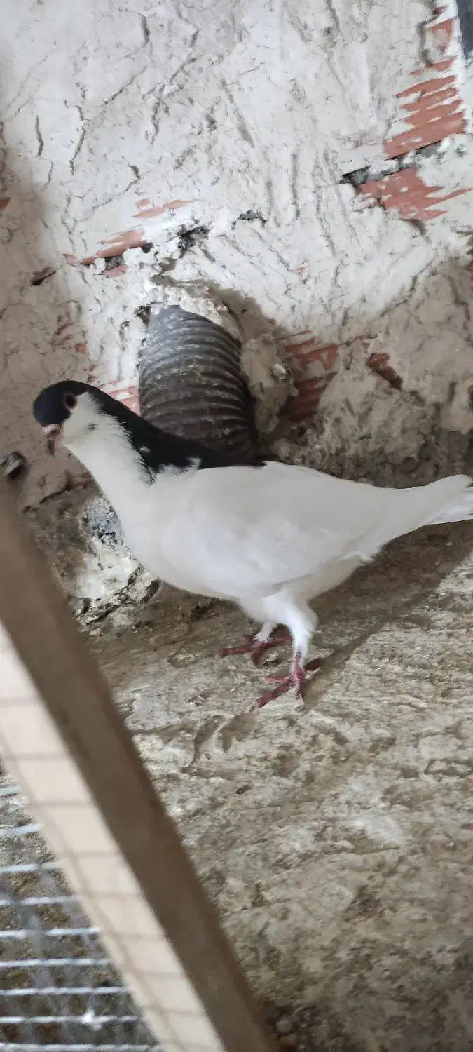 خال ماده درشت|پرنده|بجنورد, |دیوار