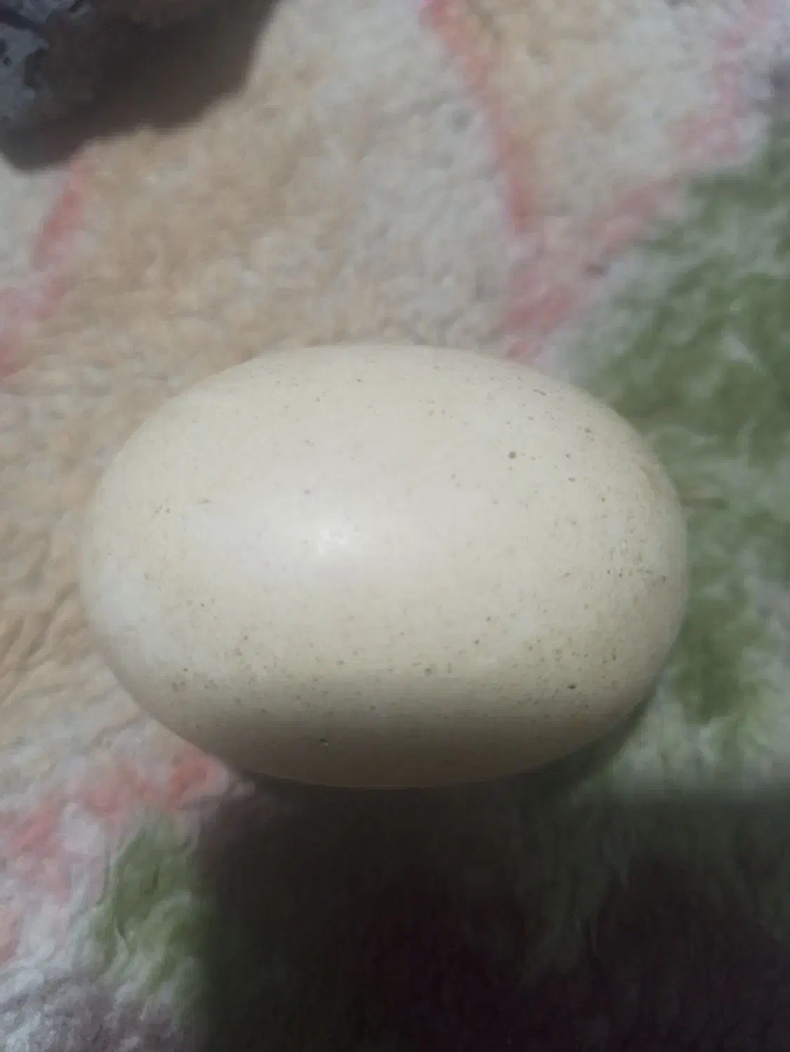 سگ تخم مرغی|کلکسیون و سرگرمی|قوچان, |دیوار