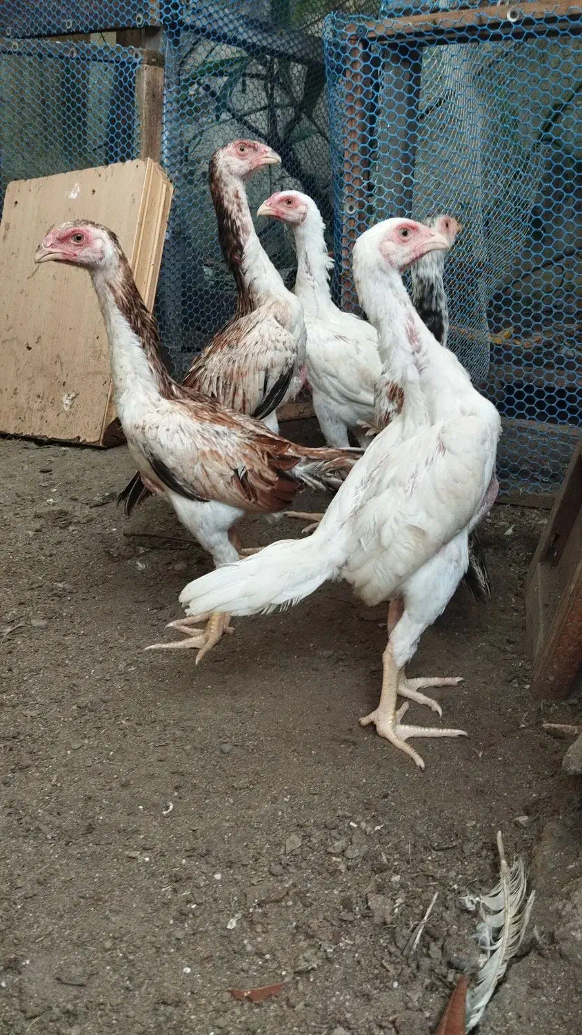 لاری اوشامو|حیوانات مزرعه|رشت, گلسار|دیوار