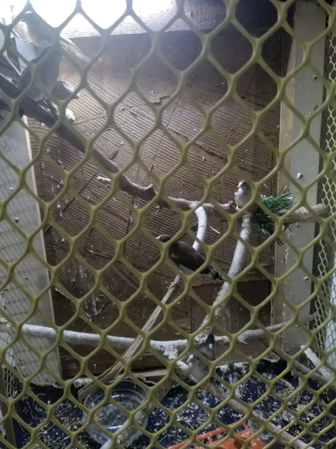 پرنده|پرنده|اسلامشهر, شهرک مصطفی خمینی|دیوار