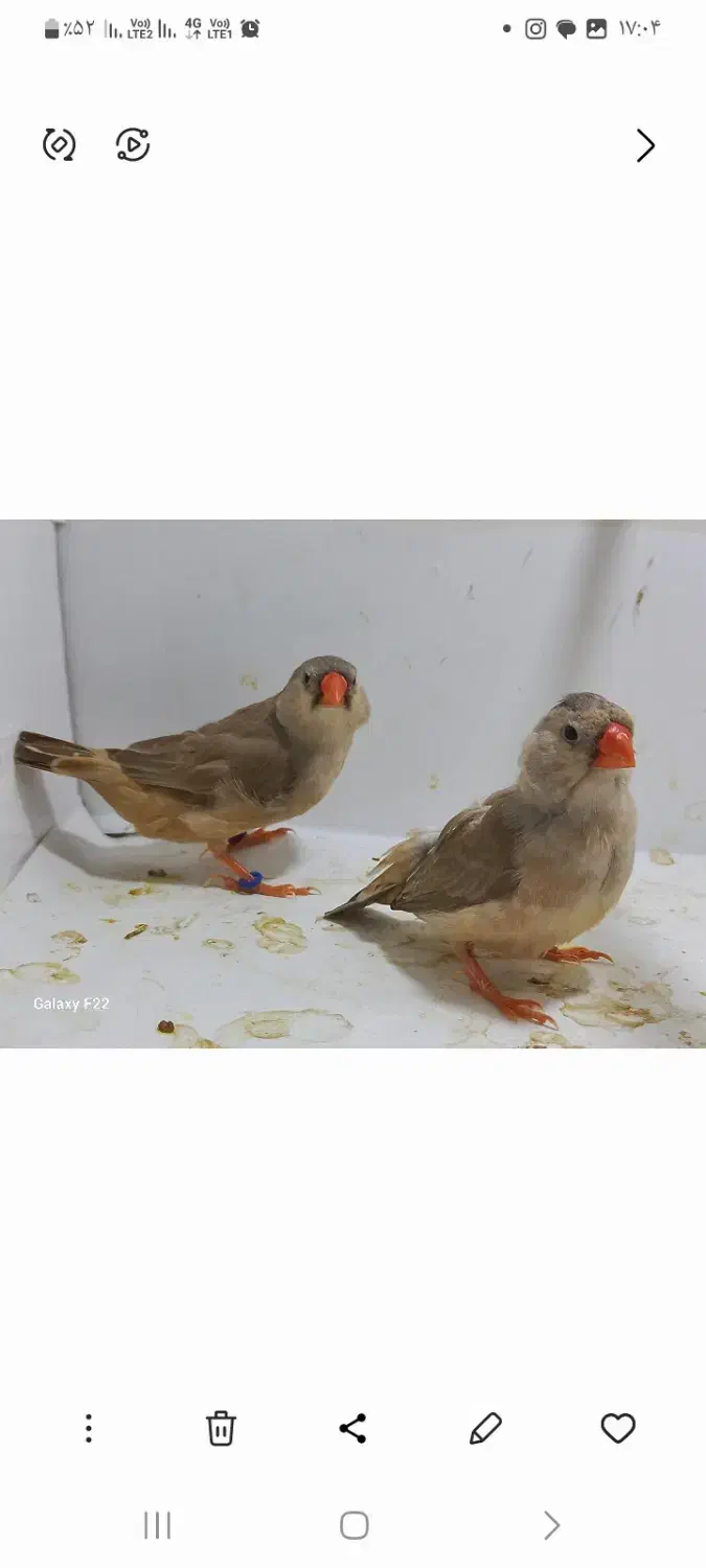 فنچ فول اورنج خالص ماده|پرنده|هشتگرد, هشتگرد قدیم|دیوار