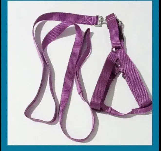 قلاده گربه و سگ|لوازم جانبی حیوانات|تهران, سبلان (لشگر)|دیوار