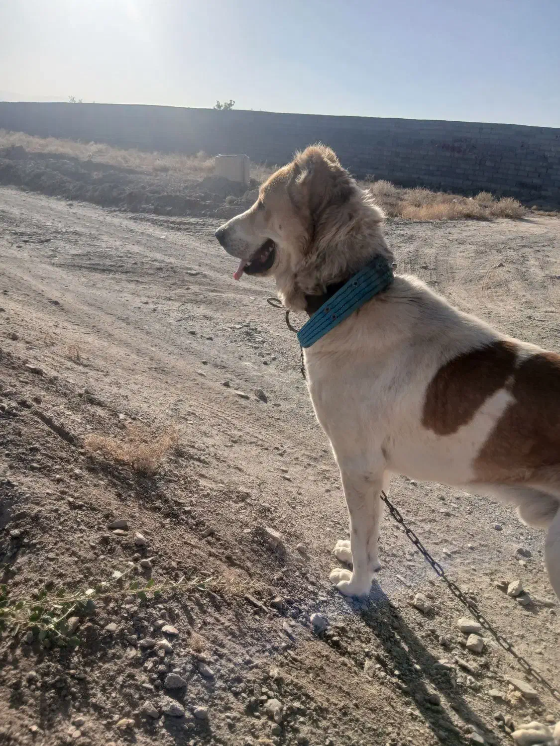 مشهد|سگ|رضویه, |دیوار