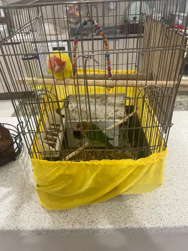 طوطی برزیلی|پرنده|محمدشهر, همایون ویلا|دیوار