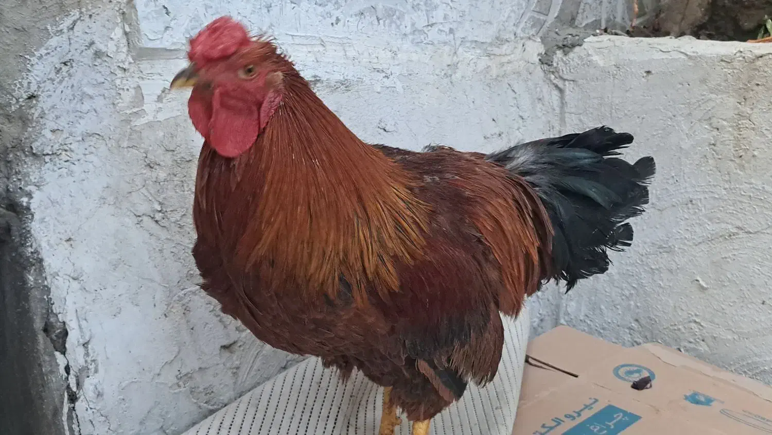 خروس لاری ،|حیوانات مزرعه|سردشت, |دیوار