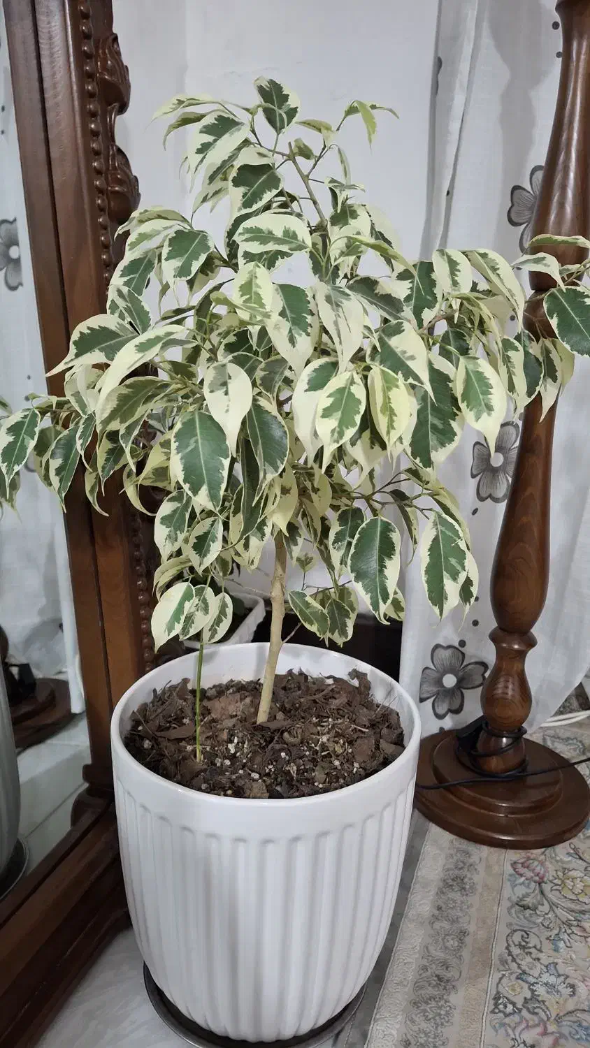 بنجامین|گل مصنوعی|کرج, گلشهر|دیوار