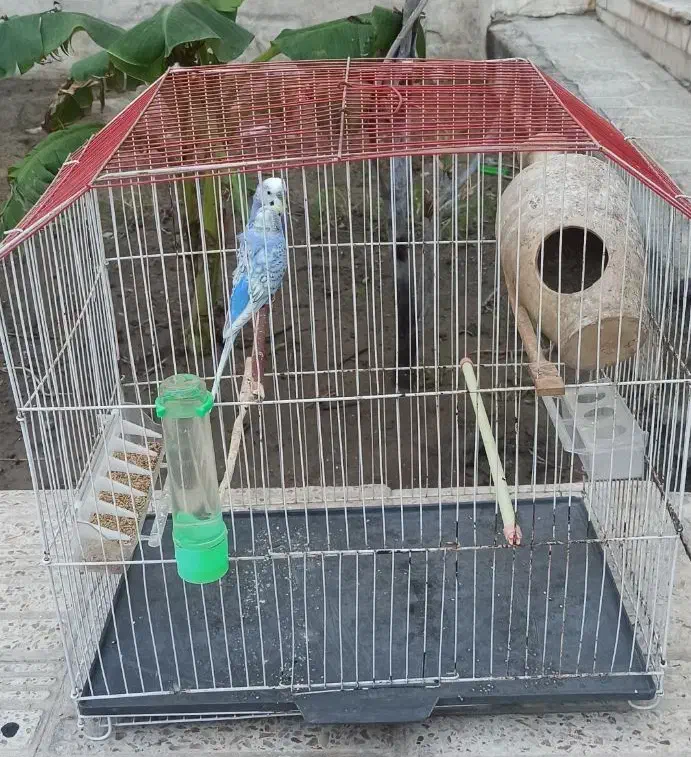 مرغ عشق پروانه ای|پرنده|میناب, |دیوار