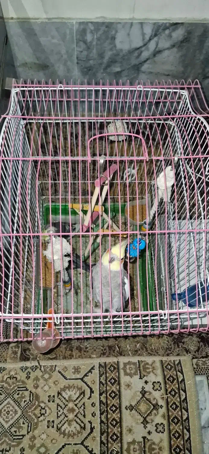 عروس هلندی|پرنده|آشخانه, |دیوار