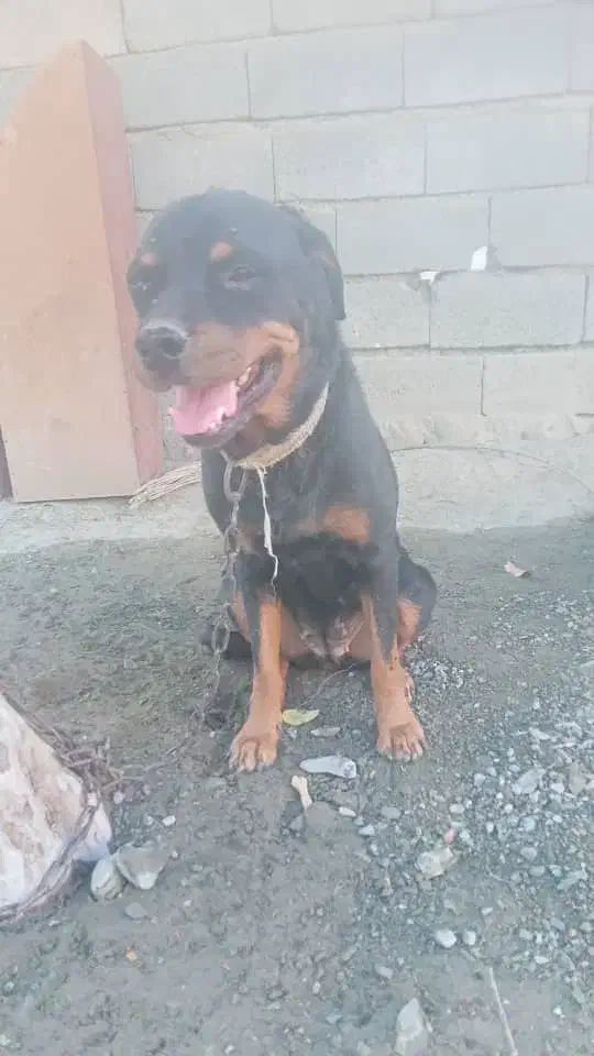 سگ روتوایلر|سگ|بندرعباس, |دیوار