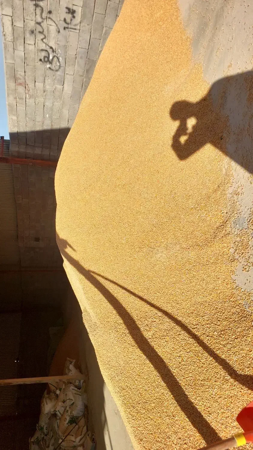 ذرت دامی|عمده‌فروشی|میاندوآب, |دیوار