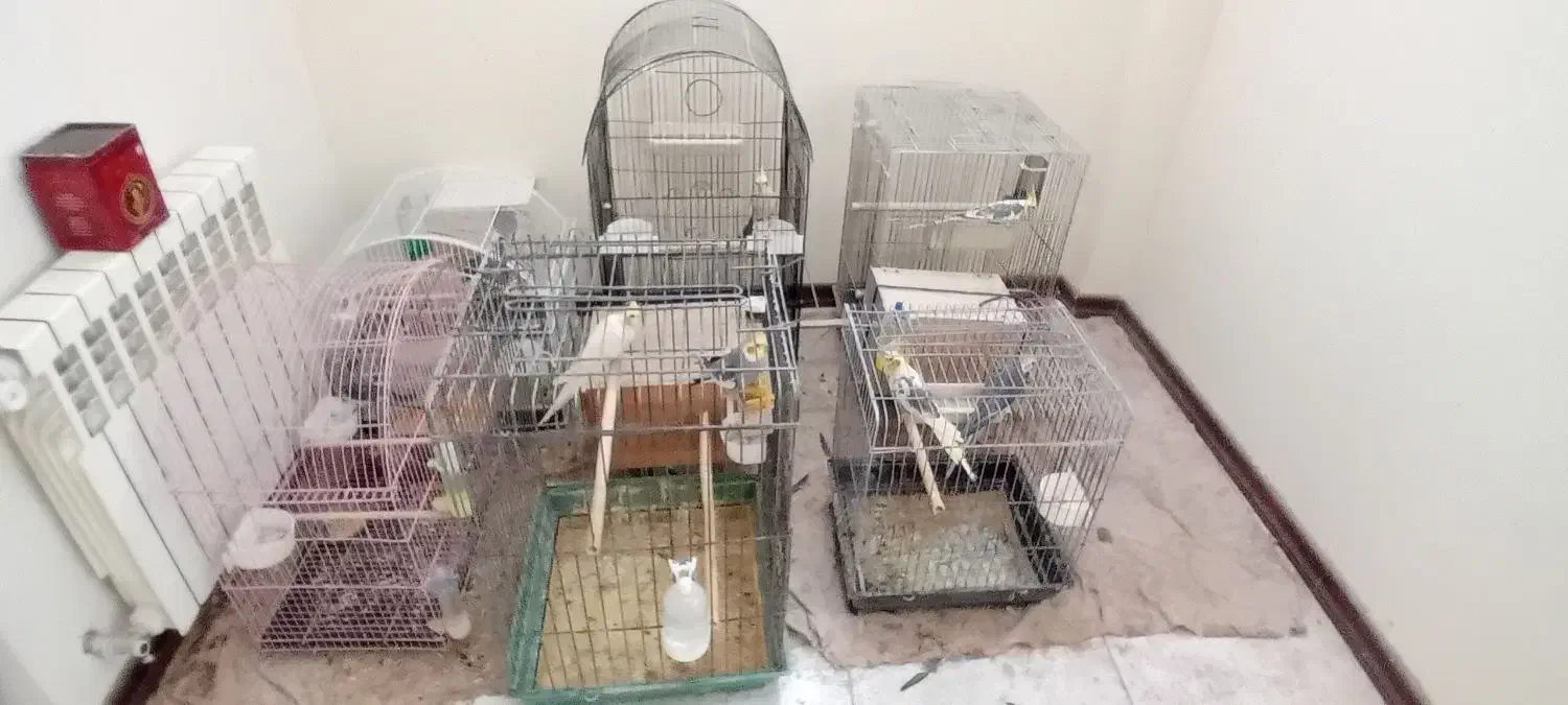 طوطی عروس هلندی|پرنده|آمل, |دیوار