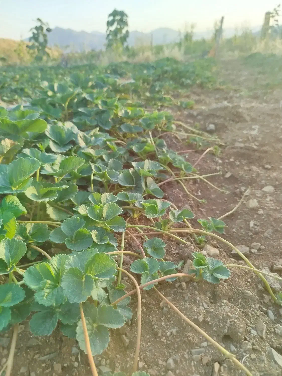 نشاء توتفرنگی ریشە لخت پاروس و نهال انگور|خدمات باغبانی و درختکاری|مریوان, |دیوار