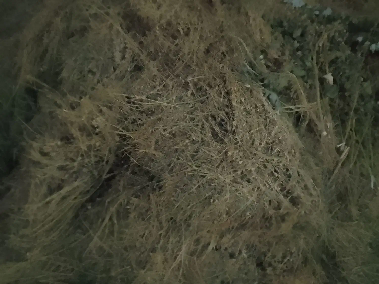 یونجه خشک خرد شده و بذر یونجه|عمدهفروشی|افشار, |دیوار