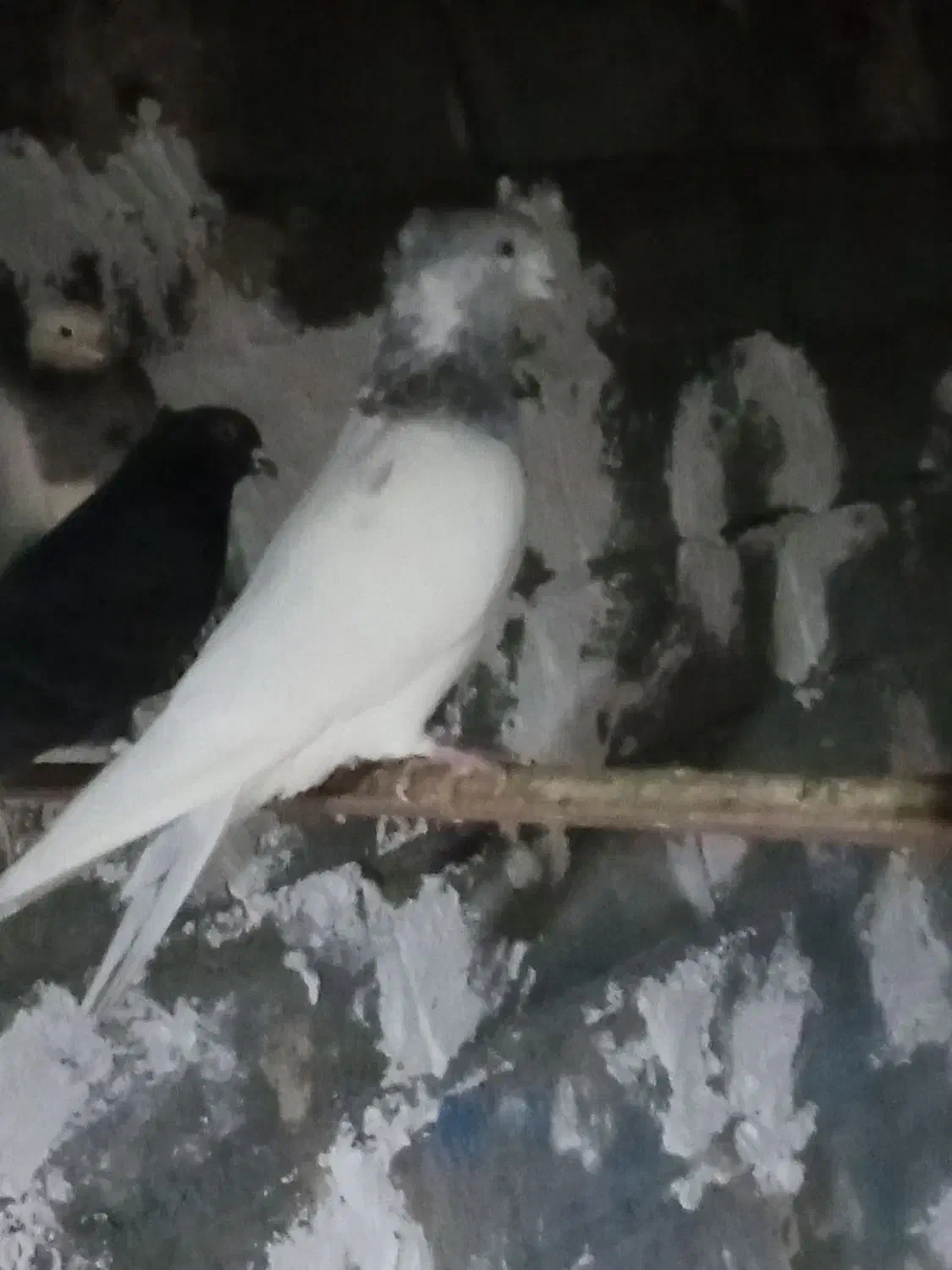 کبوتر|پرنده|تیکمه داش, |دیوار