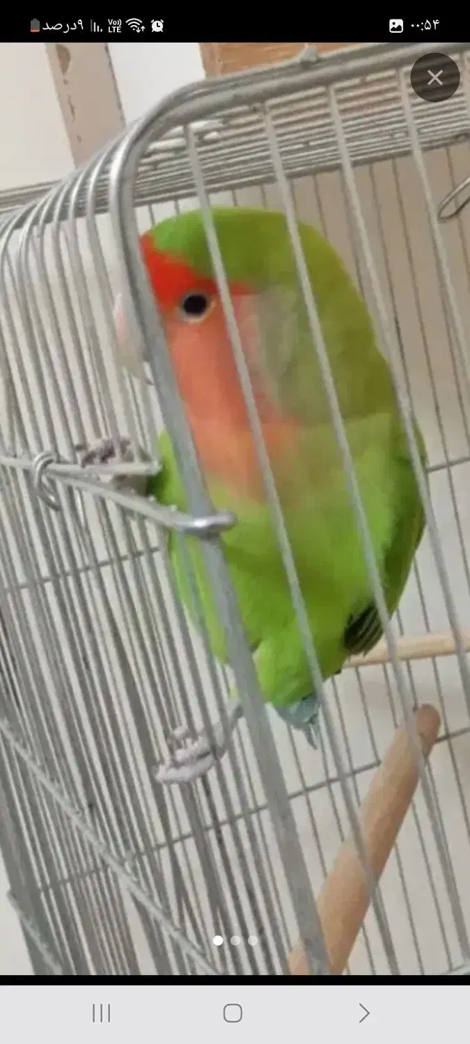 ۲عددطوطی برزیلی ماده|پرنده|ری, فیروزآباد|دیوار