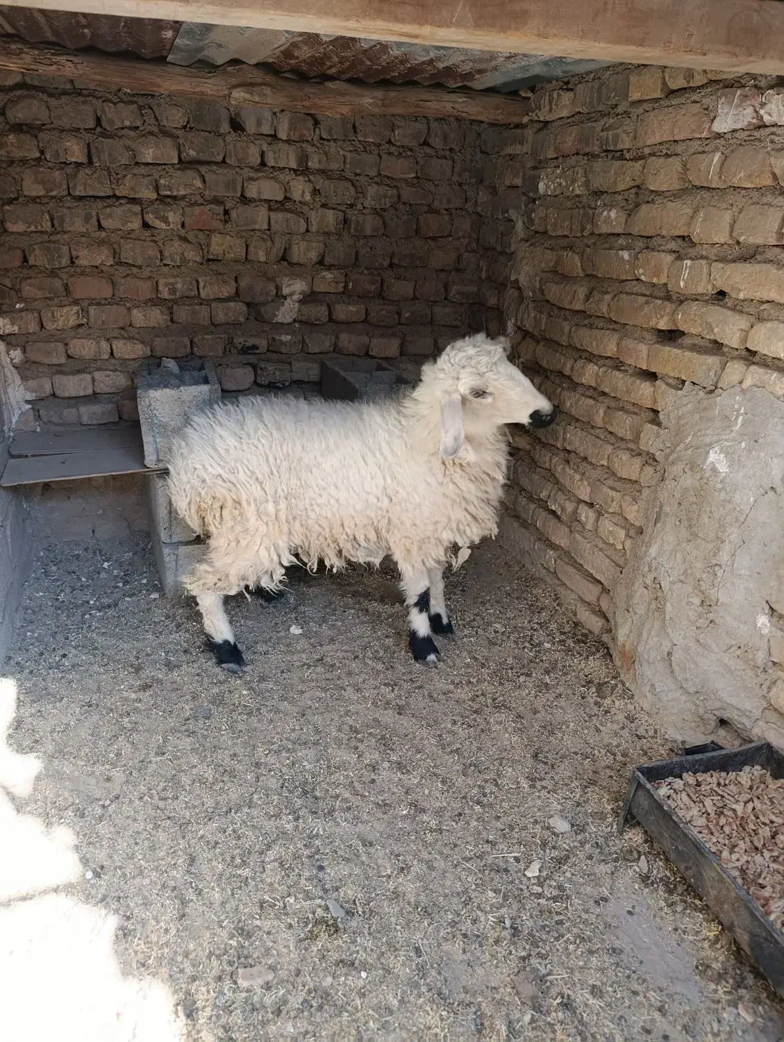 بره ماده|حیوانات مزرعه|زاهدان, |دیوار