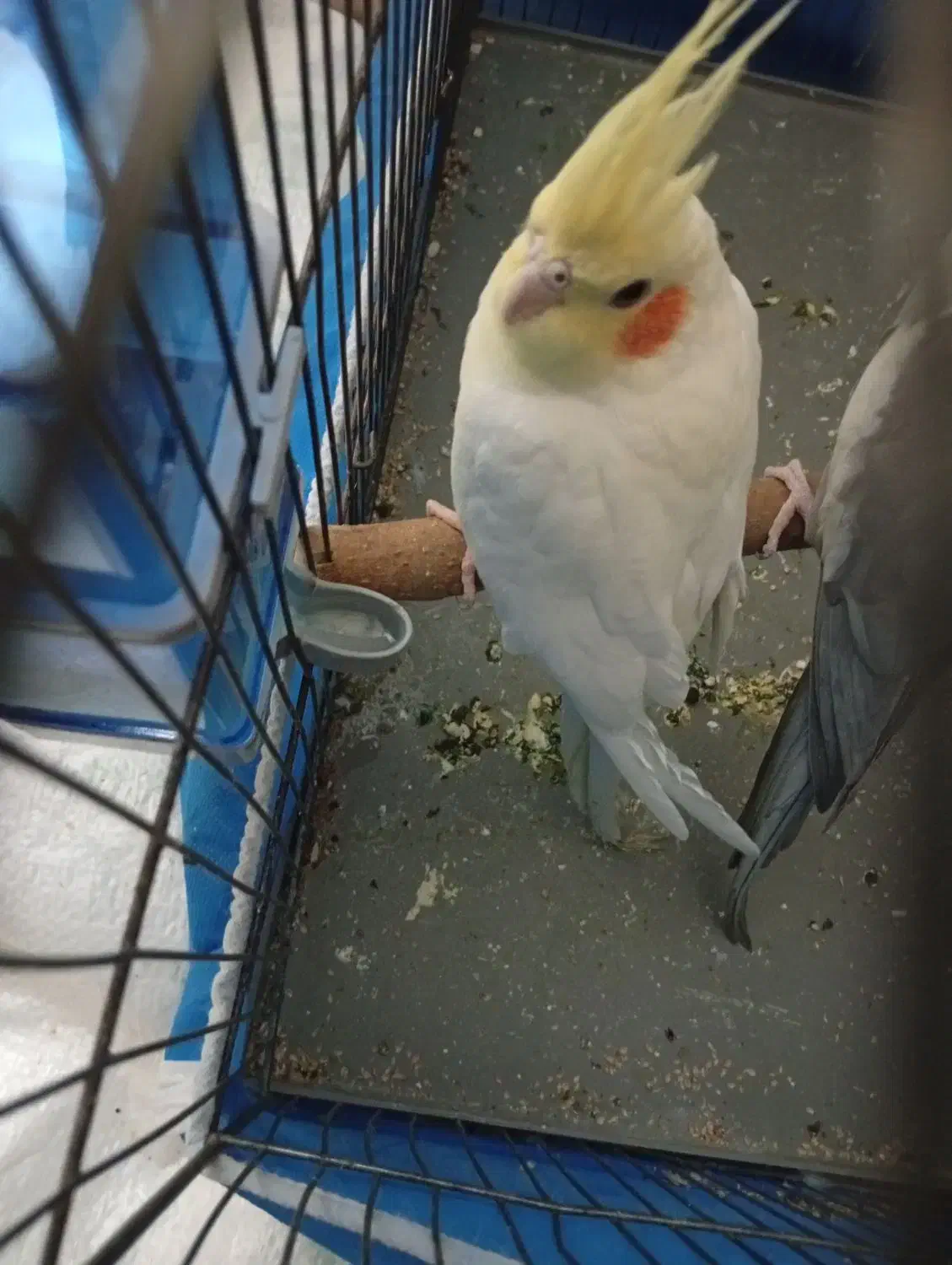 عروس هلندی ماده|پرنده|شاهینشهر, گزبرخوار|دیوار