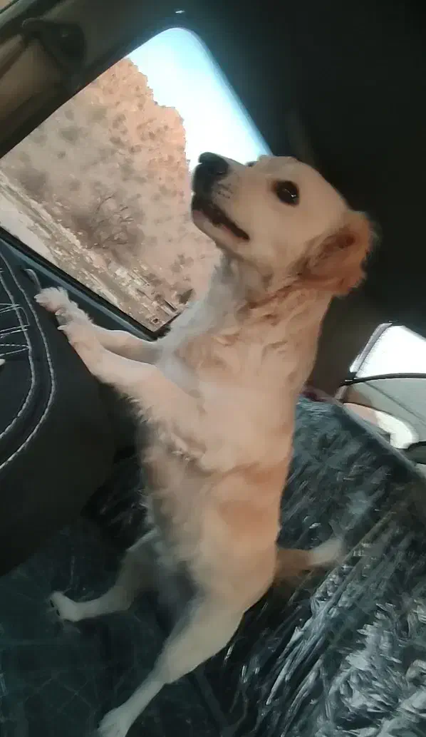 سگ گمشده|حیوانات|گیلان غرب, |دیوار