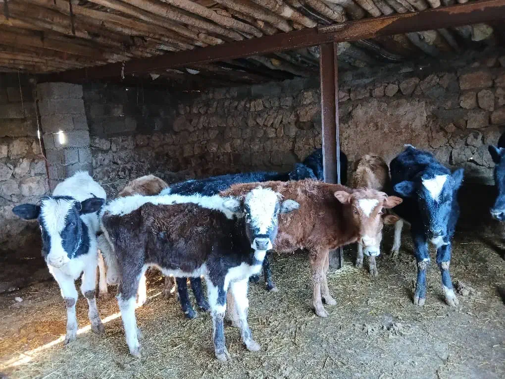 ۱۰راس گوساله دو رگه|حیوانات مزرعه|چرداول, |دیوار