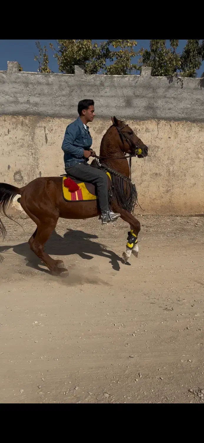 فروش نریان کرد|اسب و تجهیزات اسبسواری|نجفآباد, جوزدان|دیوار