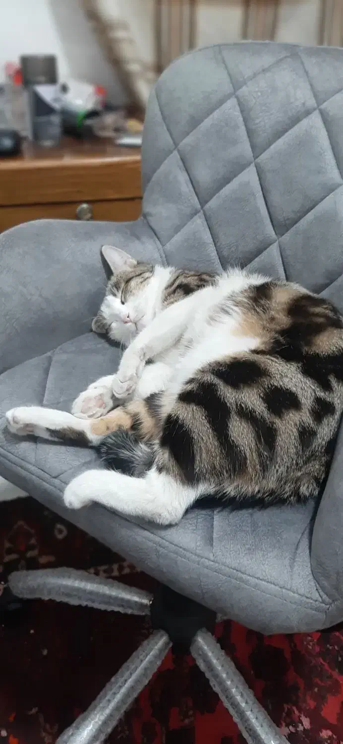 گربه گمشده دزدیده شده|حیوانات|پاکدشت, پاکدشت (مامازند)|دیوار