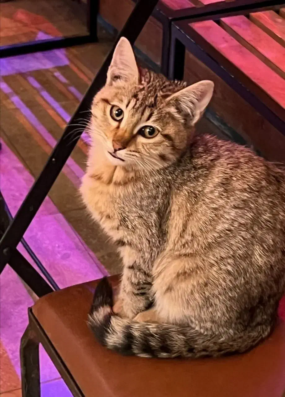 واگذاری گربه فقط با تعهد|گربه|تهران, درکه|دیوار