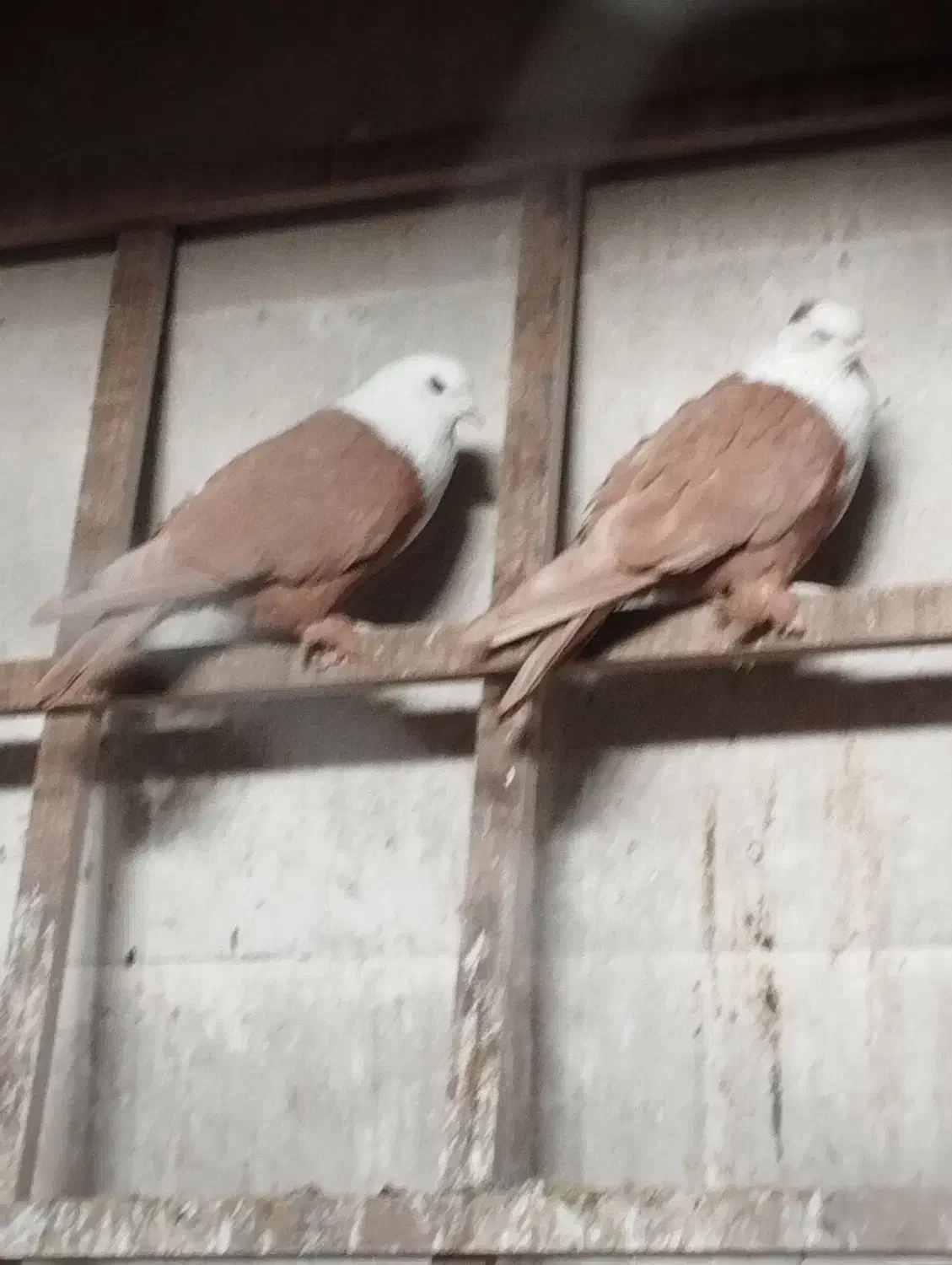 کله سفید وصده کاکلی|پرنده|سبزوار, شهرک صنعتی فرودگاه|دیوار