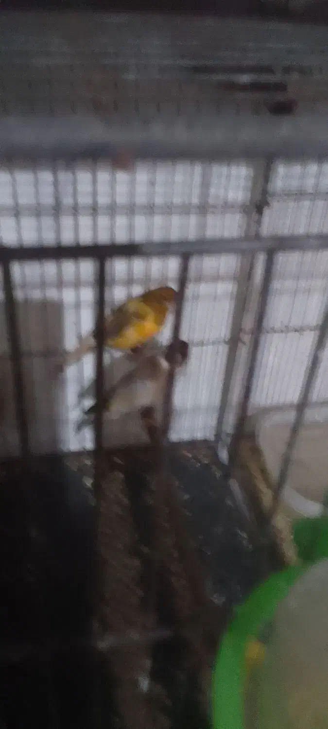 سهره.|پرنده|زرنه, |دیوار