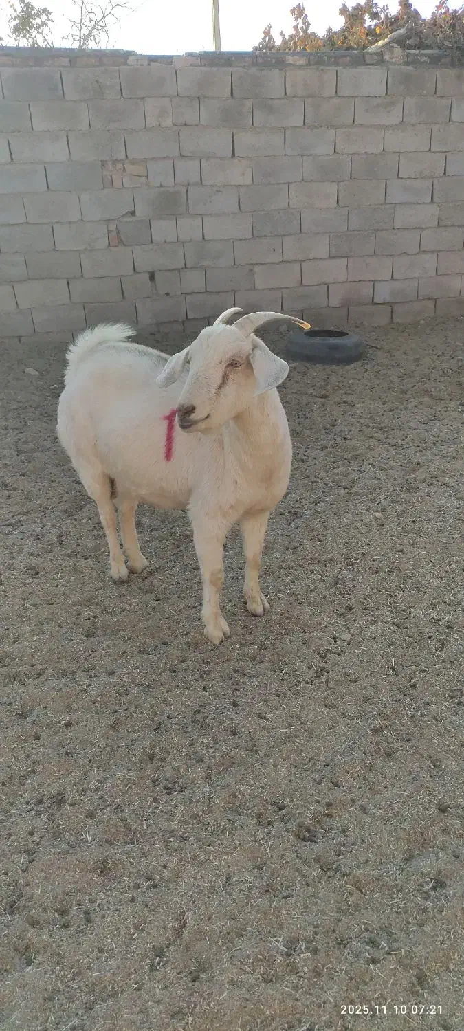 بزسانن|حیوانات مزرعه|درمیان, |دیوار