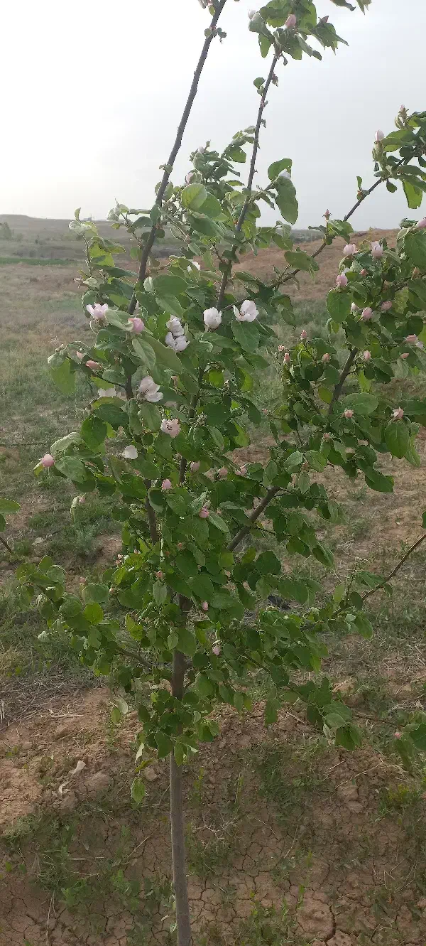 باغ ۳۰۰۰ متر مربع  زنجانرود فروش فوری|فروش زمین و ملک کلنگی|زنجانرود, |دیوار
