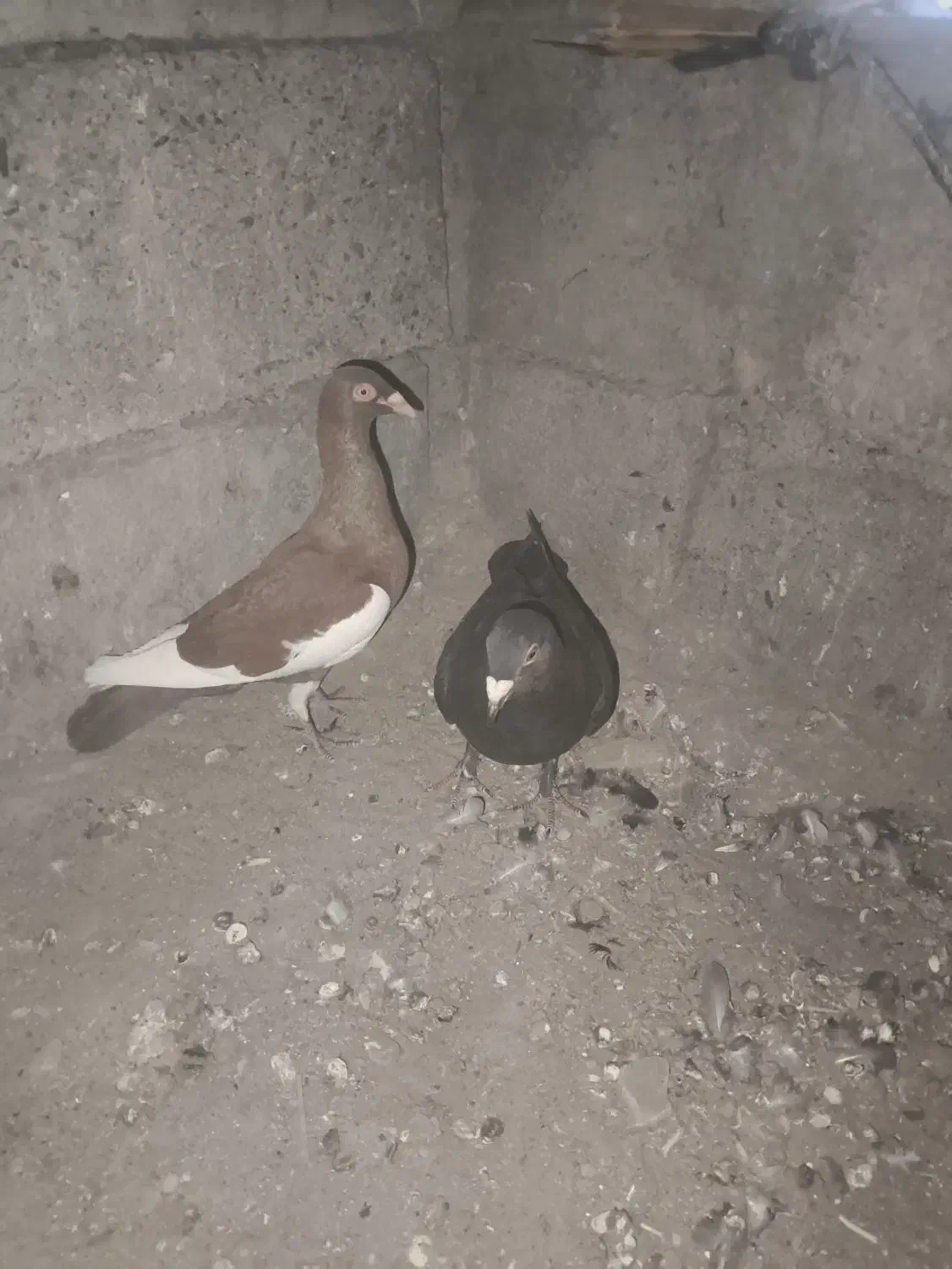 کفتر|پرنده|آسمینون, |دیوار