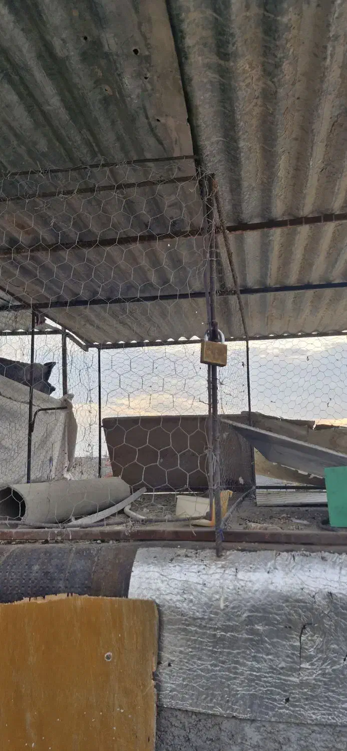 گنجه مرغ و کبوتر|لوازم جانبی حیوانات|شیراز, شیخ علی چوپان|دیوار