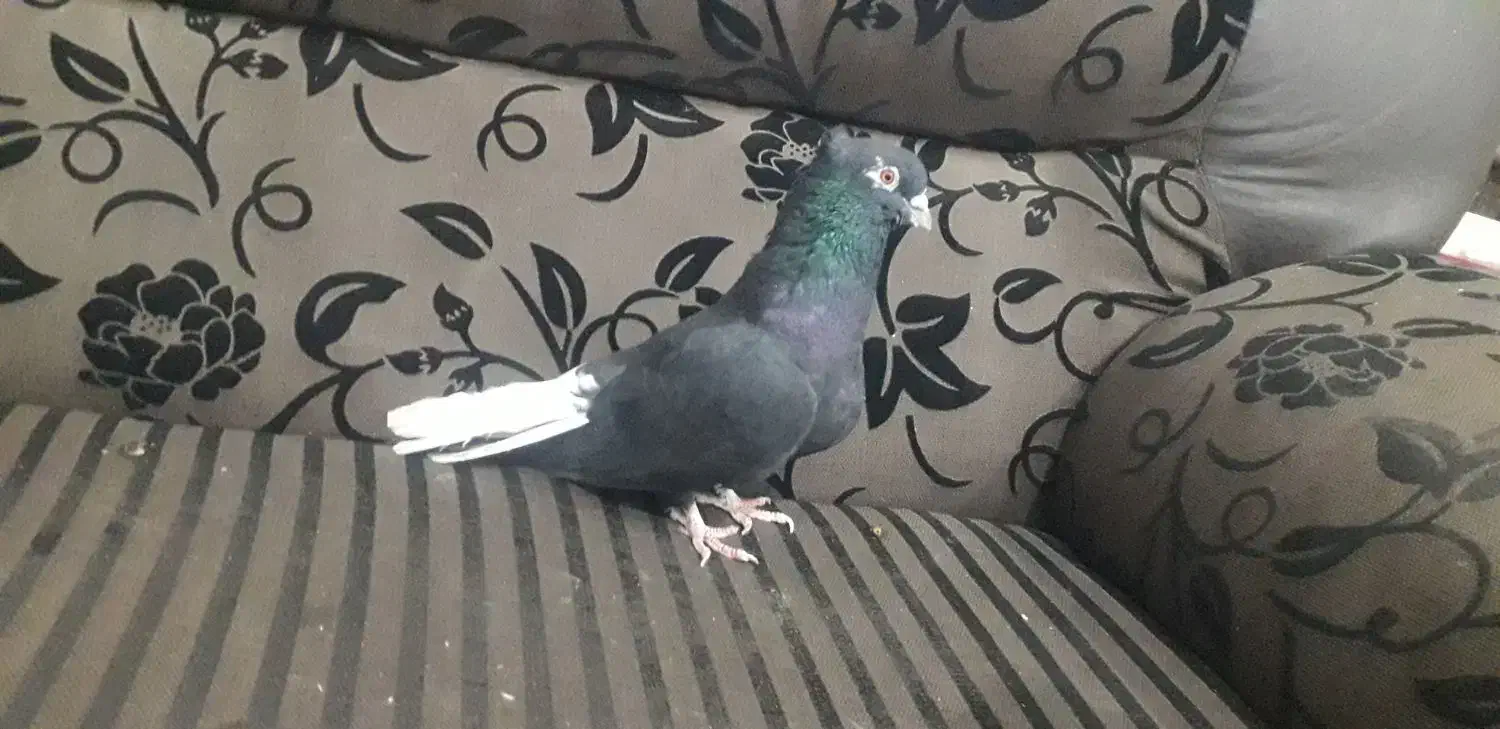 کبوتر پرشی تهرانی کله توپی|پرنده|هامون, |دیوار