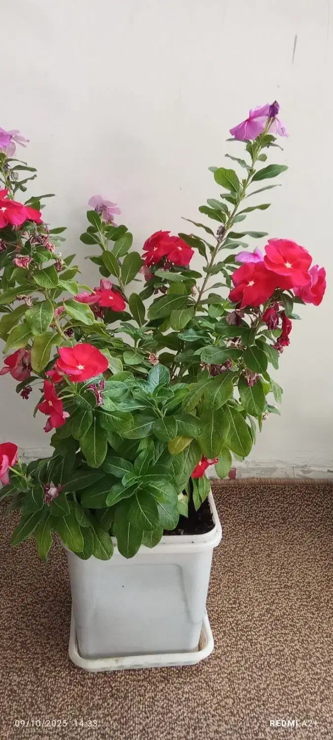 گل طبیعی زیبا|گل و گیاه طبیعی|مریوان, |دیوار