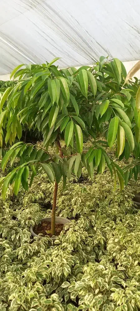 انواع گلهای اپارتمانی|گل و گیاه طبیعی|نشتارود, |دیوار