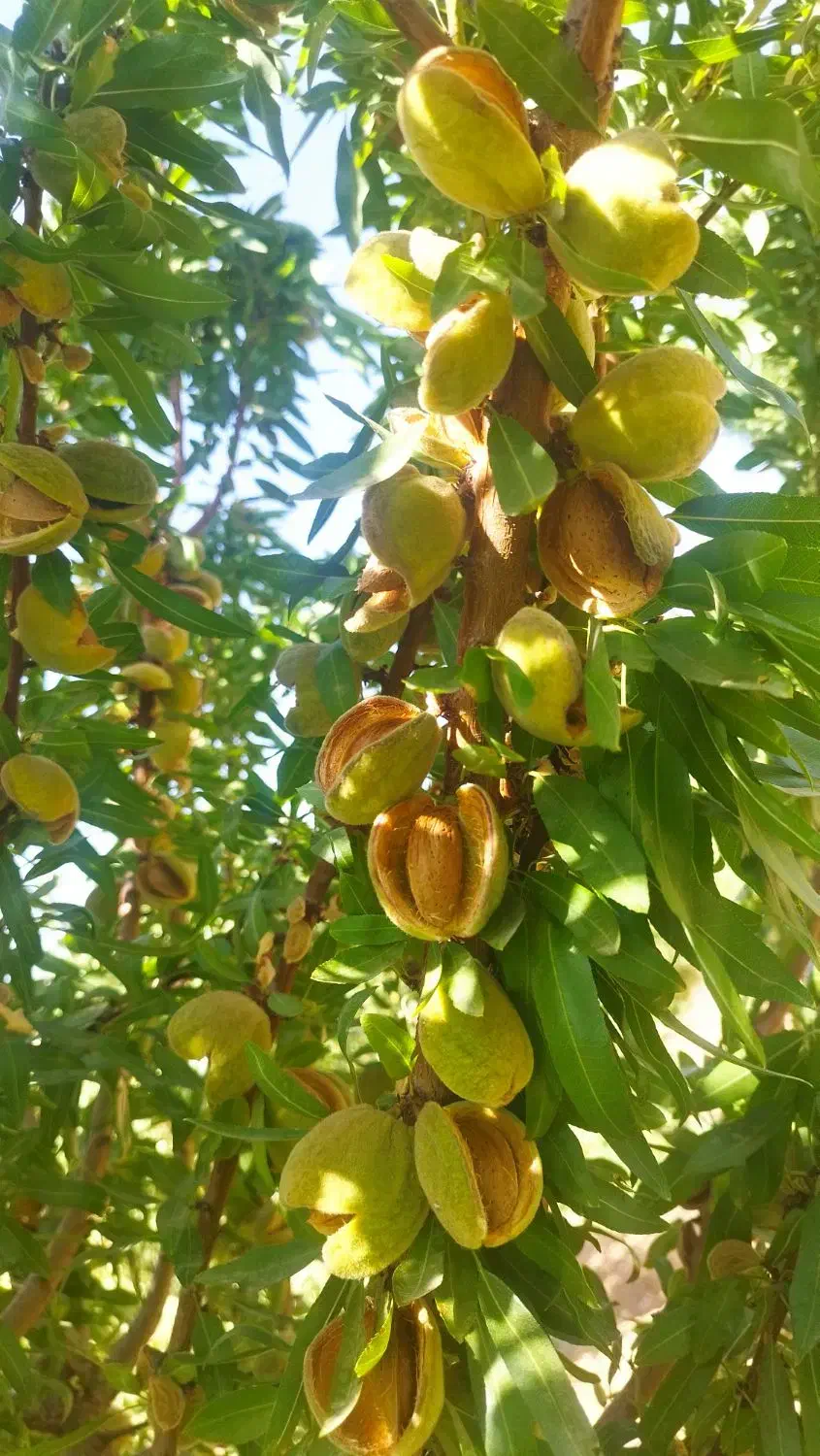 باغ 750متری پل زمانخان|فروش زمین و ملک کلنگی|فولادشهر, فولادشهر|دیوار