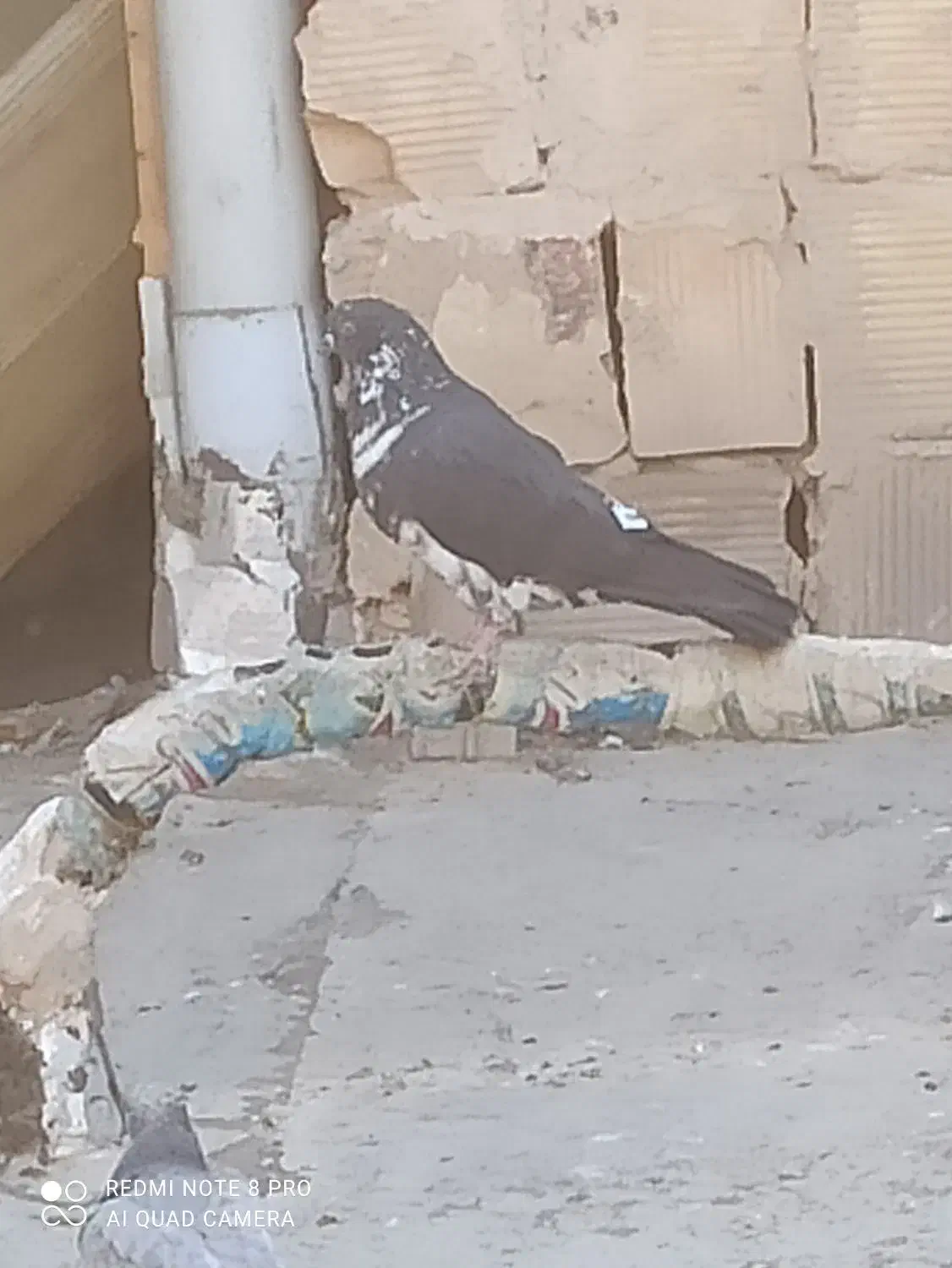 کفتر کبوتر|پرنده|بهارستان, |دیوار