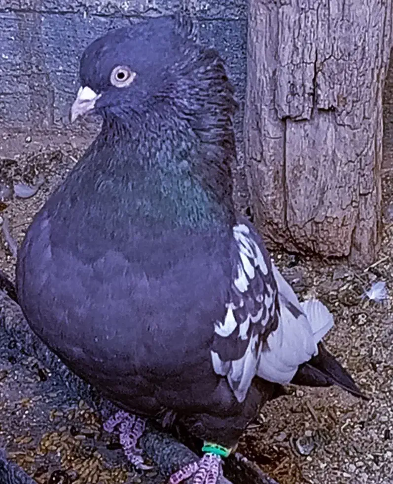 کفتر یا کبوترسینه|پرنده|مرودشت, کوشک|دیوار