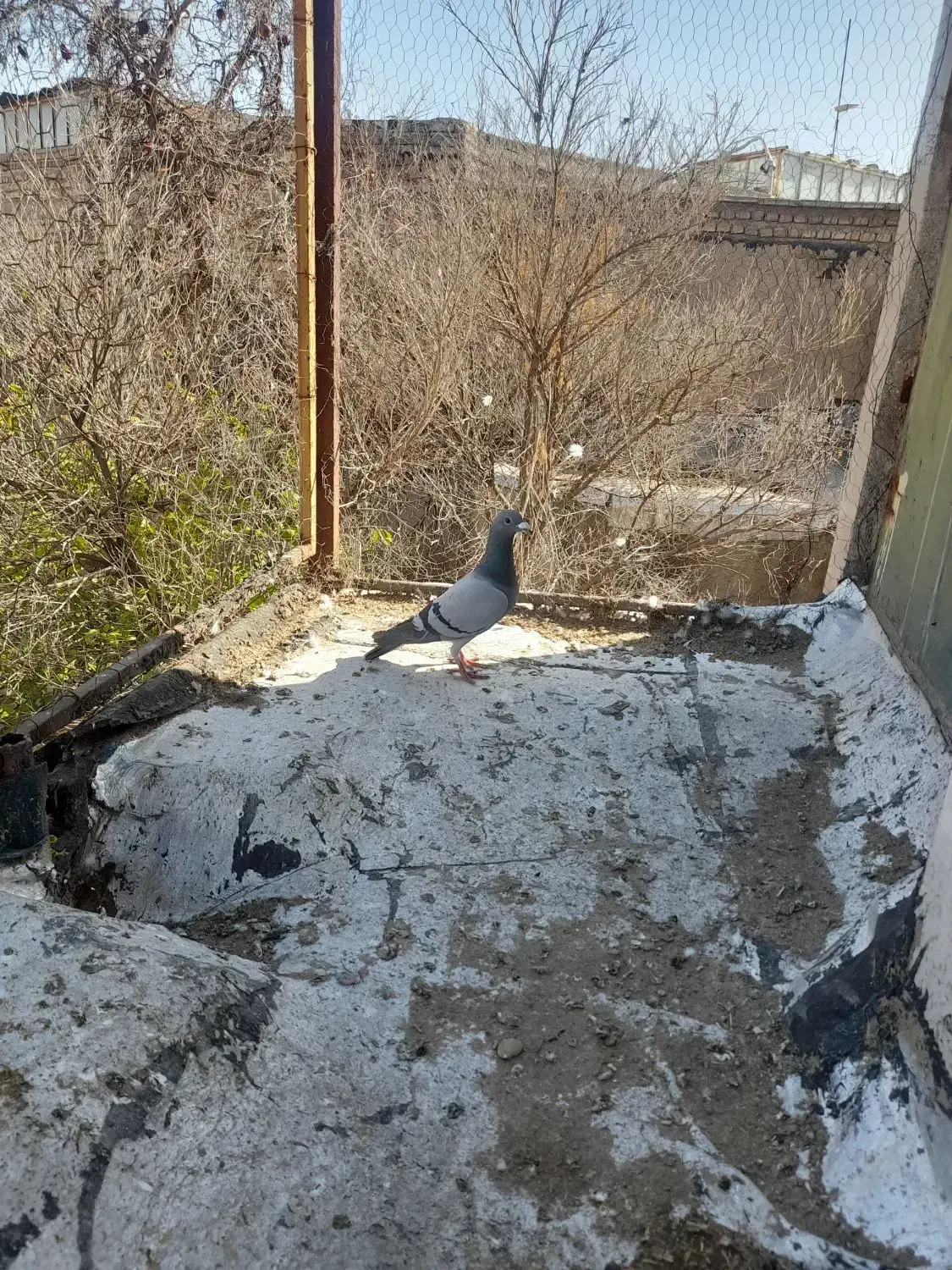 کبوتر سبز|حیوانات|فیروزآباد (فارس), |دیوار