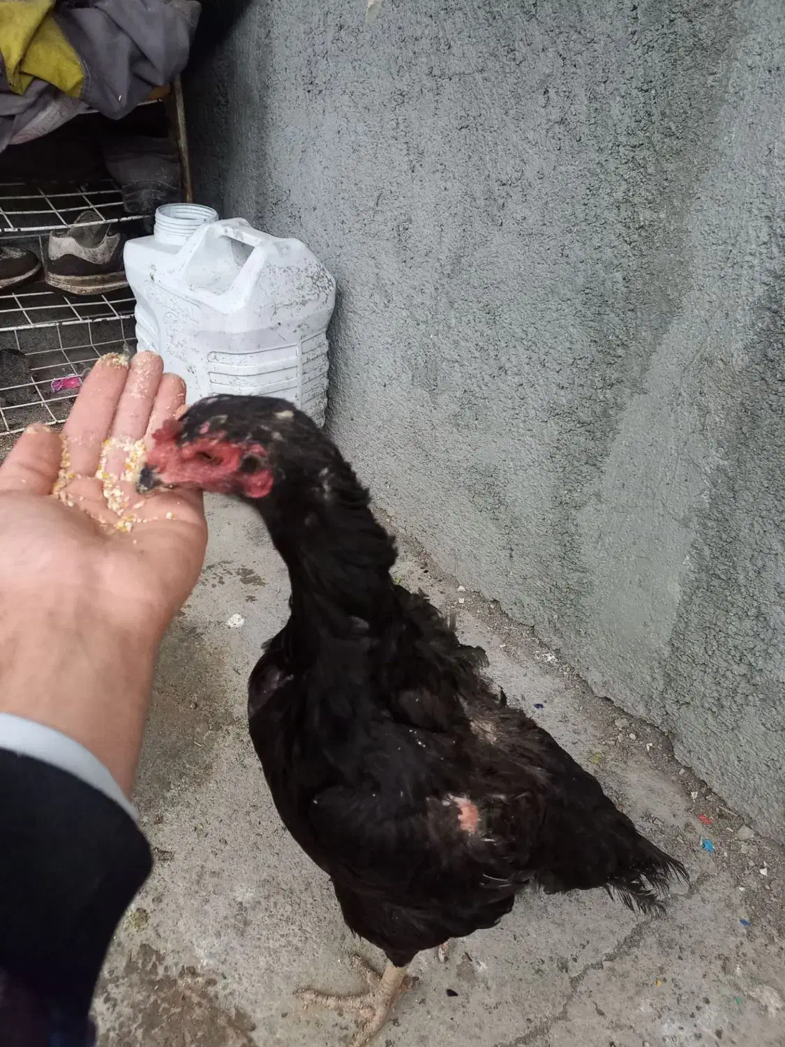 مرغ لاری|حیوانات مزرعه|کرمانشاه, |دیوار